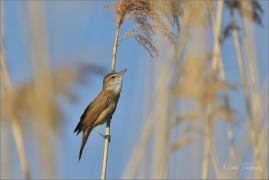 <p>RÁKOSNÍK VELKÝ (Acrocephalus arundinaceus) ----- /Great reed warbler - Drosselrohrsänger/</p>